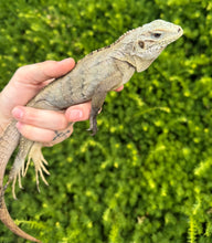 Load image into Gallery viewer, Juvenile Lewisi Rock Iguana (Male 1)