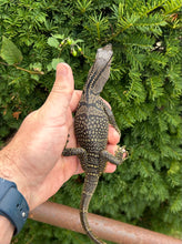Load image into Gallery viewer, Small Black Roughneck Monitor (2)