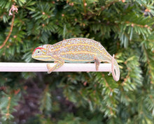 Load image into Gallery viewer, Adult Jeweled Chameleon (Pair 1)