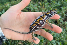 Load image into Gallery viewer, Adult Carpet Chameleon (Pair 1)