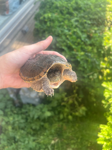 4” ‘Orange Belly’ Snapping Turtle
