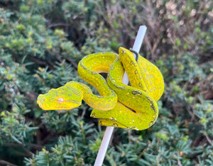 Juvenile Biak Green Tree Python (Male)