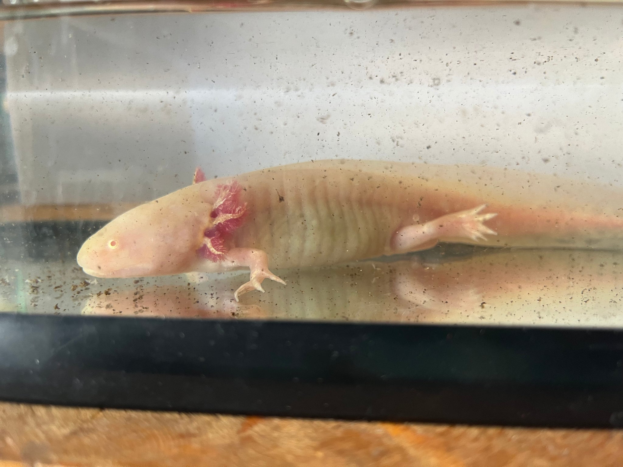 Leucistic Axolotl 7-8in (Male) – Scales and Tails of Ohio