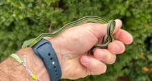 Load image into Gallery viewer, Baby Big-Eyed Ratsnake