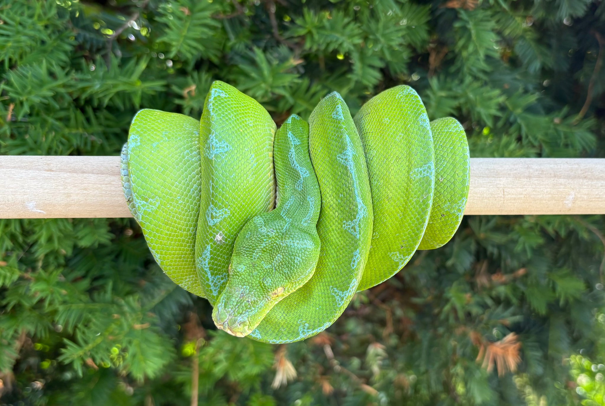 Adult Manokwari Green Tree Python (Male) – Scales and Tails of Ohio