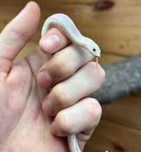 Load image into Gallery viewer, Baby Leucistic Western Hognose Snake (Male)