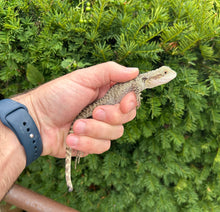 Load image into Gallery viewer, Small Australian Water Dragon (nip-tail 3)