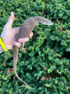 Adult Red Ackie Monitor (Male)