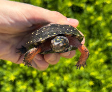Load image into Gallery viewer, Adult Spotted Turtle (Male)