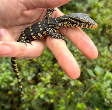 Load image into Gallery viewer, Baby Ornate Nile Monitor (5)