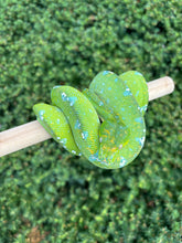 Load image into Gallery viewer, ‘Exceptional’ Adult Aru Green Tree Python (Female)