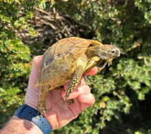 Load image into Gallery viewer, Adult ‘High-Yellow’ Hermann’s Tortoise (Male)