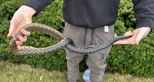 Adult Madagascar Giant Hognose Snake (Male)