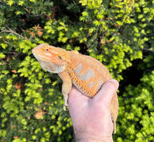Load image into Gallery viewer, Adult High-Color Bearded Dragon (Female)