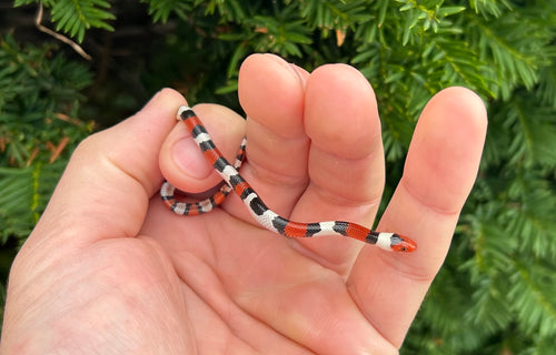 Baby Scarlet Kingsnake