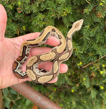 Load image into Gallery viewer, Baby Aberrant Columbian Red-Tailed Boa Constrictor (Male)