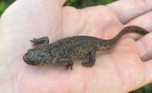 Load image into Gallery viewer, Juvenile Spanish Ribbed Newt