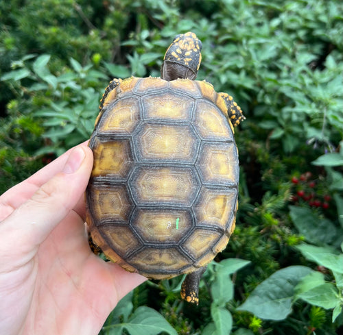 4” Yellow-Foot Tortoise (1)