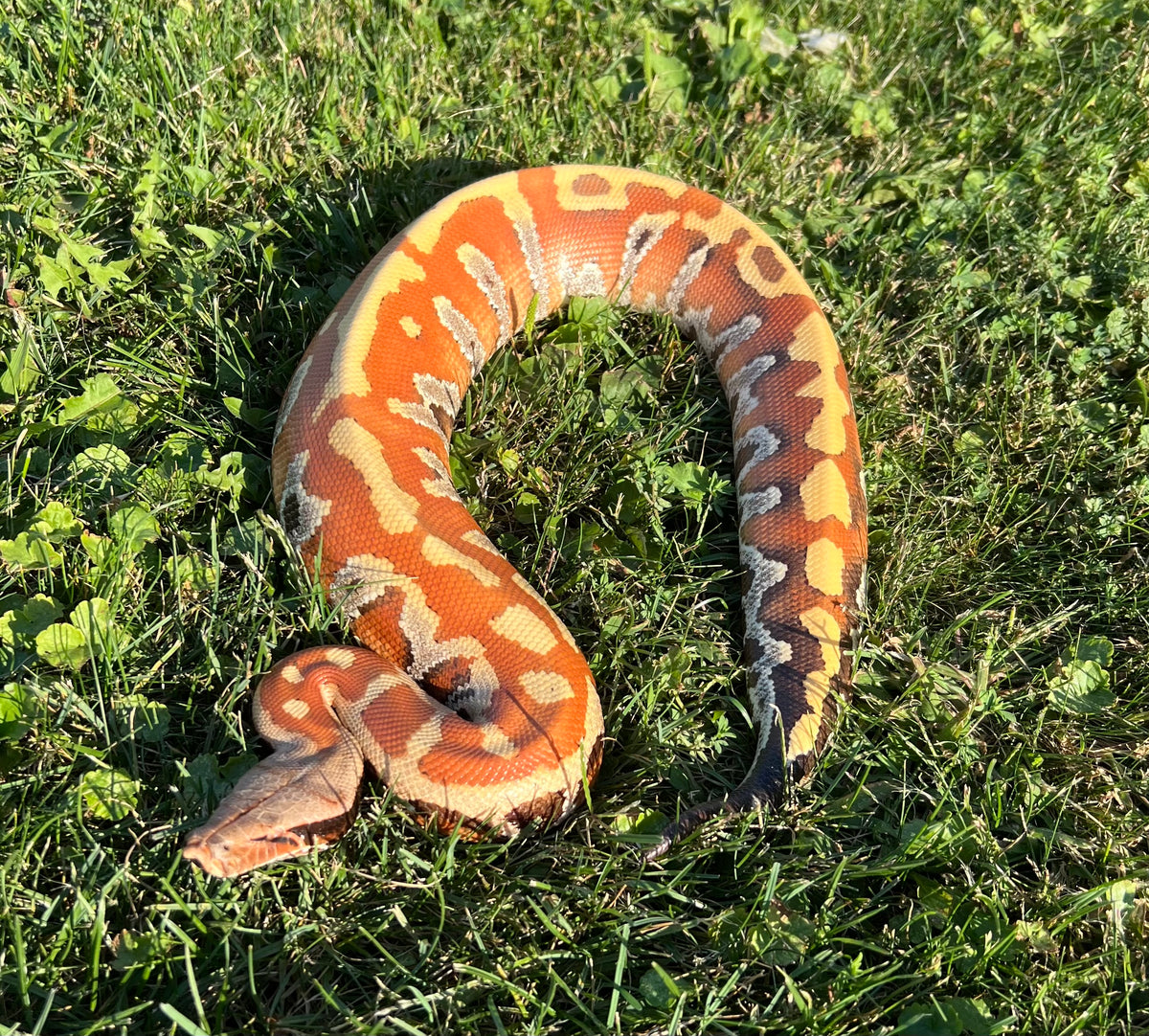 Blood Python Tail Patterns Adult 100% Het T- Blood Python (Male) – Scales and Tails of Ohio