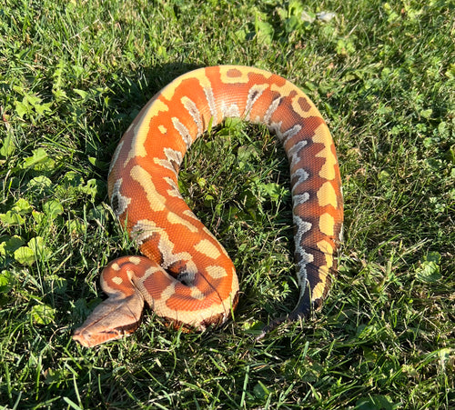Adult 100% Het T- Blood Python  (Male)