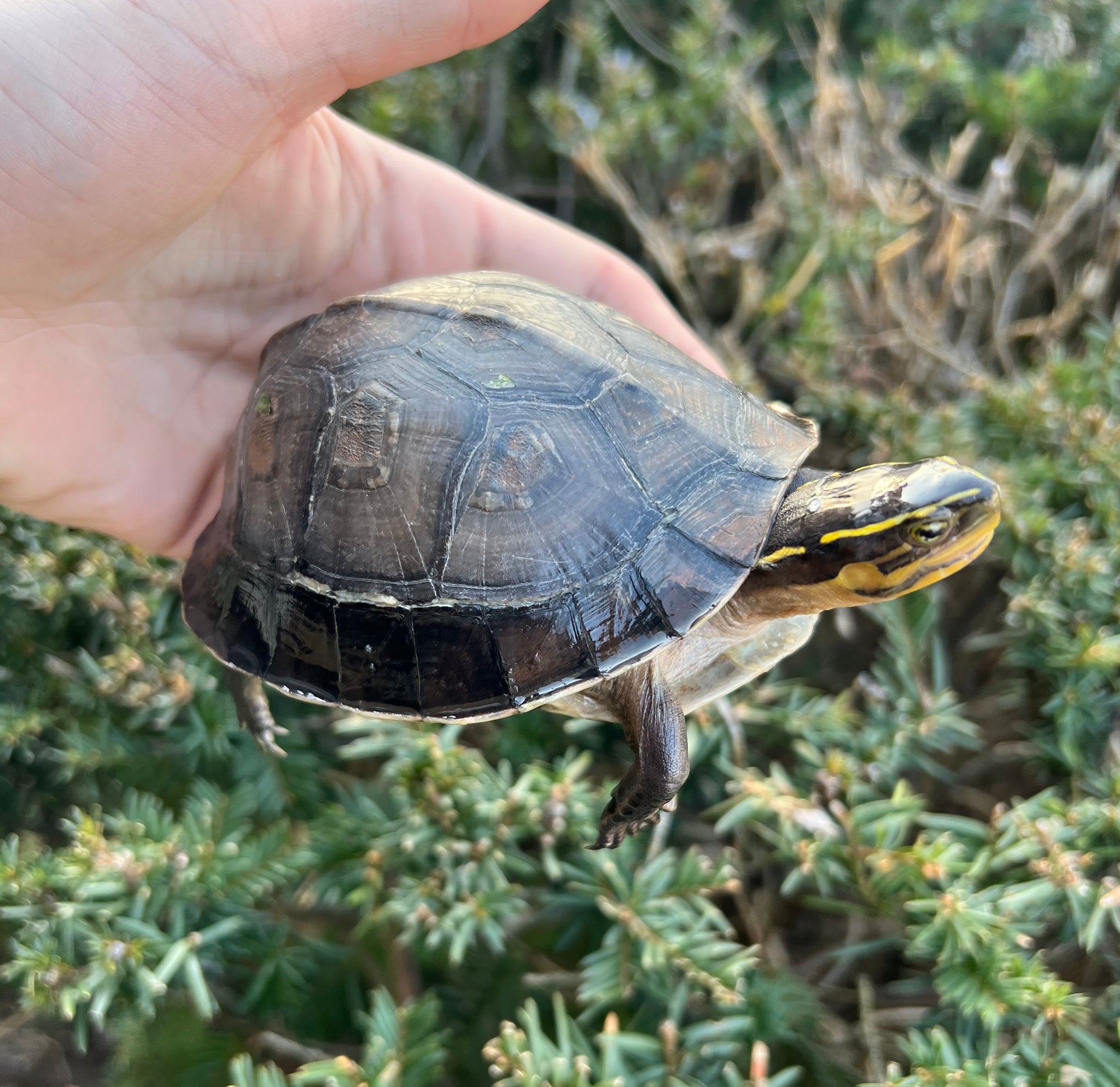 Adult Asian Box Turtle – Scales and Tails of Ohio