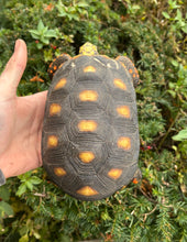 Load image into Gallery viewer, 6” Red Foot Tortoise (1)