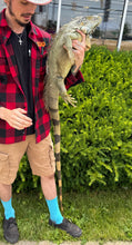 Load image into Gallery viewer, Adult Green Iguana (Male)
