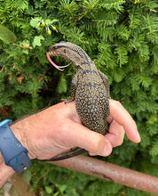 Load image into Gallery viewer, Small Black Roughneck Monitor (4)