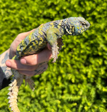 Load image into Gallery viewer, Adult ‘High-Color’ Ornate Uromastyx (Male 2)