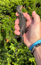 Load image into Gallery viewer, Baby Sulawesi Water Monitor (4)