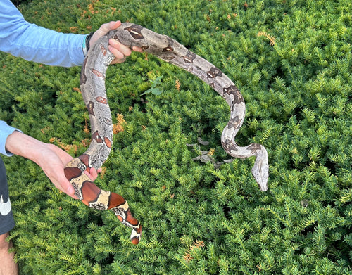 Adult Guyana Boa (Female 3)