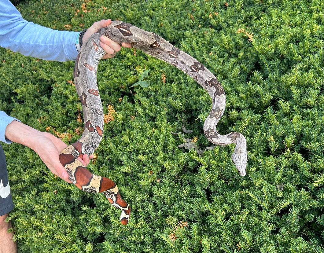 Adult Guyana Boa (Female 3)