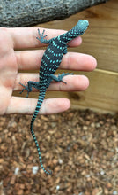 Load image into Gallery viewer, Baby Blue Tree Monitor (2)