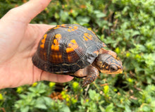 Load image into Gallery viewer, Sub-Adult ‘High-Color’ Eastern Box Turtle (Female)