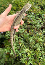 Load image into Gallery viewer, 1.1 Sub-Adult Australian Water Dragon