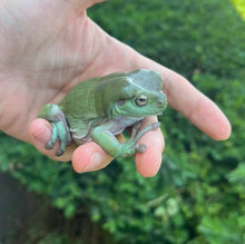 Load image into Gallery viewer, XL Adult White’s/Dumpy Tree Frog
