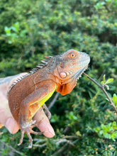 Load image into Gallery viewer, Juvenile Red Iguana