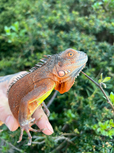 Juvenile Red Iguana