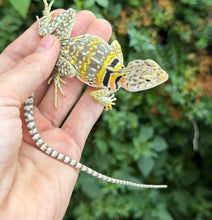 Load image into Gallery viewer, Adult Eastern Collared Lizard (1.1 Pair)