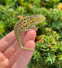 Load image into Gallery viewer, Adult Carpet Chameleon (Pair)
