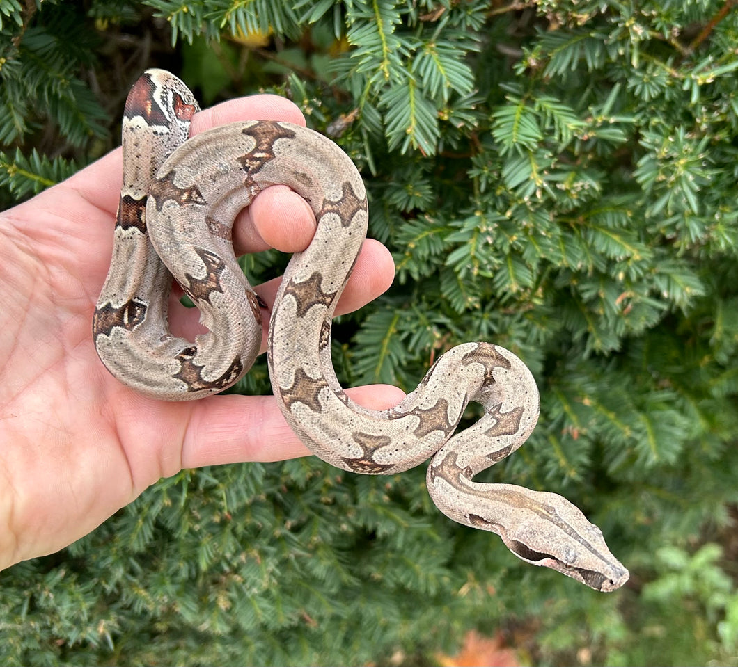 Baby Guyana Boa (Female 1)