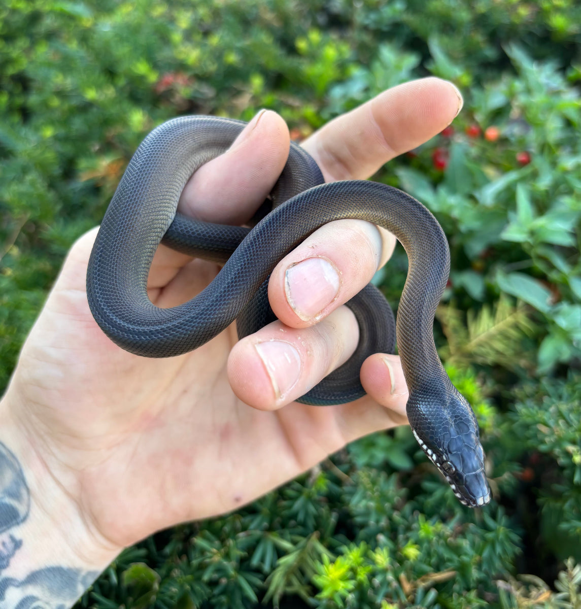Baby Northern White-Lipped Python (Female 1) – Scales and Tails of Ohio