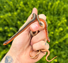 Load image into Gallery viewer, Juvenile Flame Eastern Garter Snake