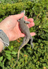 Load image into Gallery viewer, Juvenile Nile Monitor