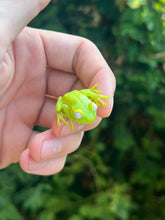 Load image into Gallery viewer, Giant Suriname Glass Tree Frog