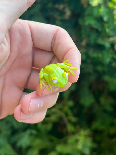 Giant Suriname Glass Tree Frog