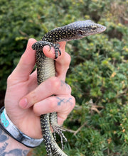 Load image into Gallery viewer, Juvenile Mangrove Monitor (2)