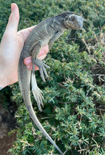Load image into Gallery viewer, Small Sulawesi Black Sailfin Dragon