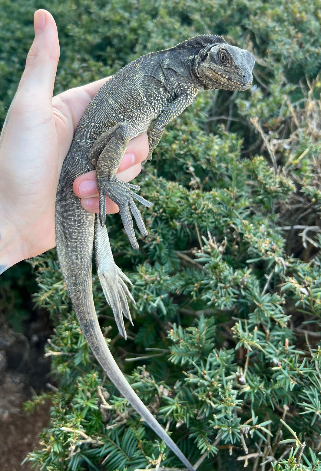 Small Sulawesi Black Sailfin Dragon