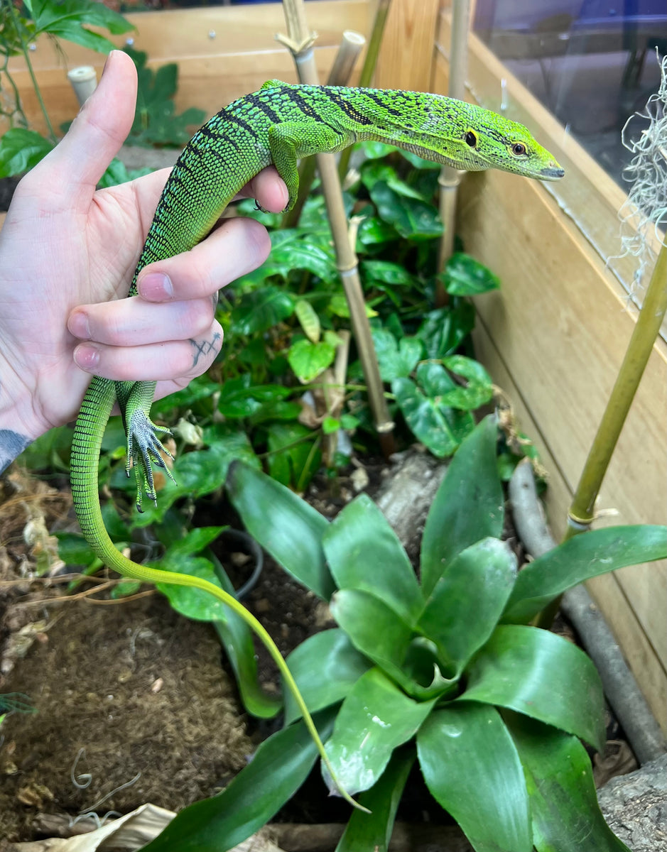 Tree Monitor Frame Adult Green Tree Monitor (Male) ā Scales and Tails of Ohio